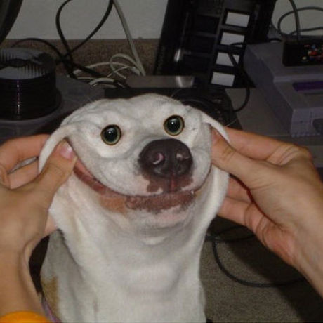 16675 happy dog is happy f