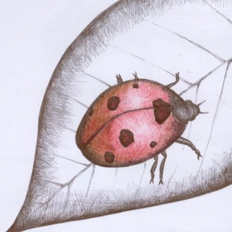 Arp ladybug