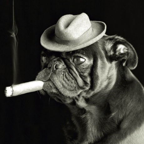 Ej lowe pug smoking a cigar
