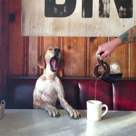 Tired dog