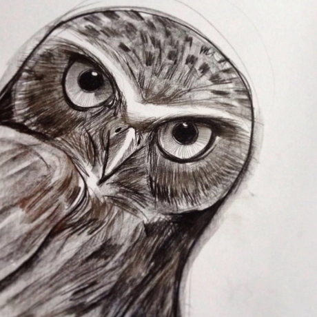 Owl drawing