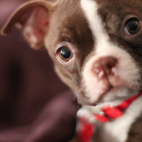 Ichat image 477785741 