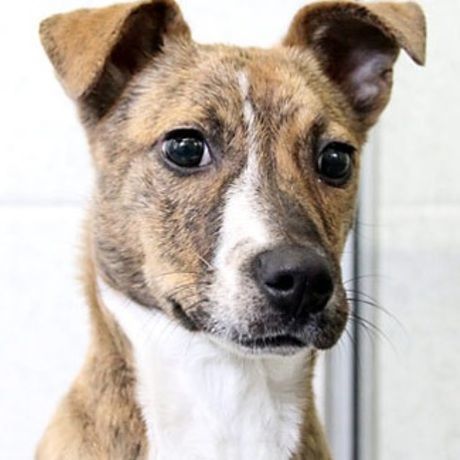 Dog 1261