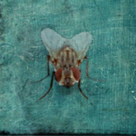 Yourwildlife