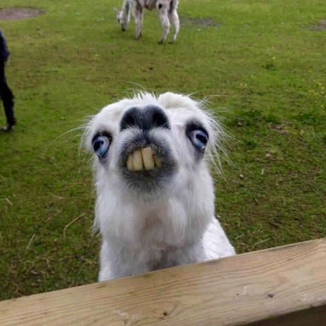 Selfie