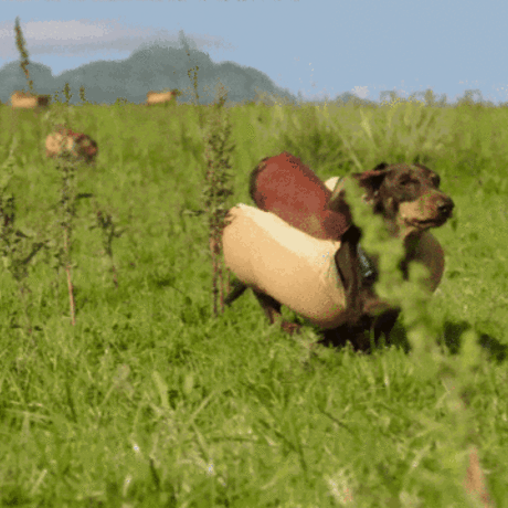 3056168 inline runningsuperbowl