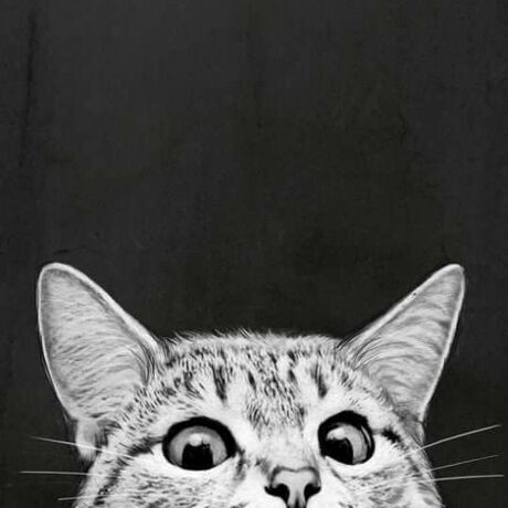 Cat avatar
