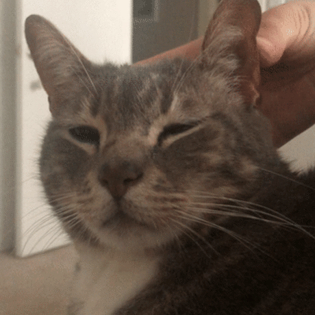 Ear
