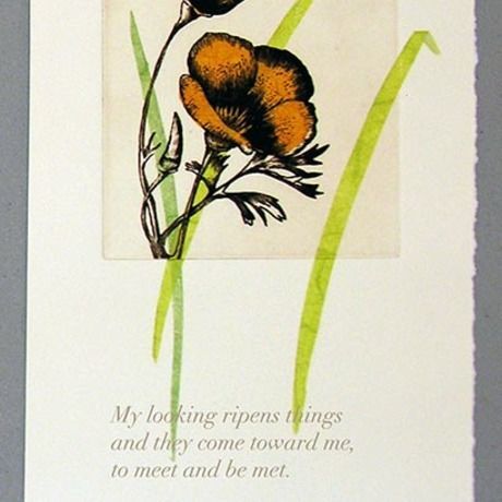 Poppychinecollesingletxt3