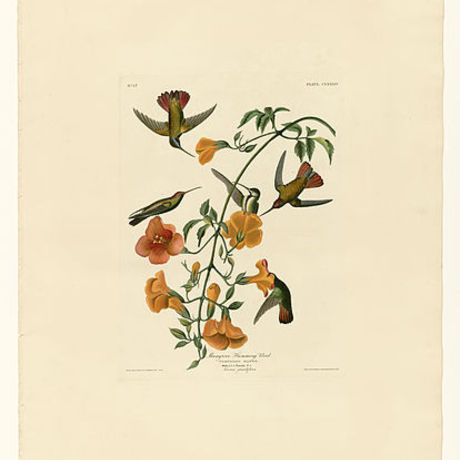 414px 184 mangrove humming bird
