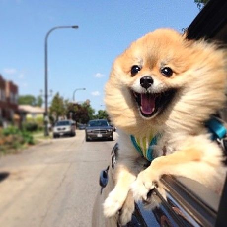 Happy driving dog