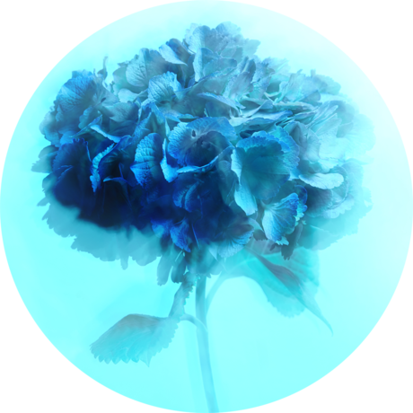 Flavicon