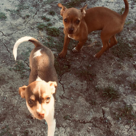 Masha esme 11 weeks old   200511   frame it