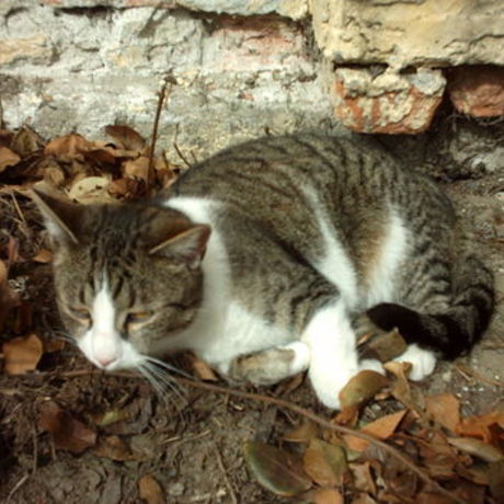 Kikike