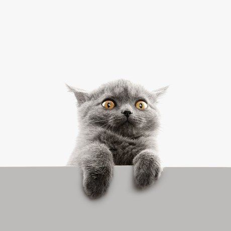 Crazy cat 154955811 1