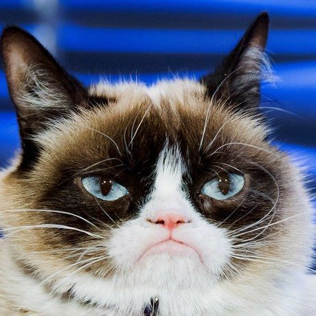 Culture grumpy cat 487386121 2
