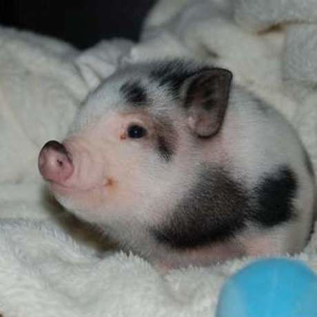 Little pig pigs 29040230 500 333