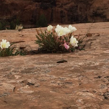 Moab flower