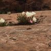 Small moab flower