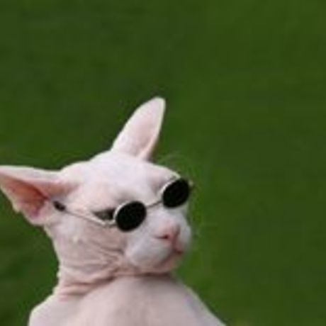 D597f50ff131eac47d1d1f42126b12e4  hairless cats sphynx cat