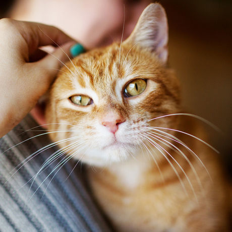 Catscratchfever wide