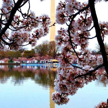 Cherry blossom monument portrait woodhouse
