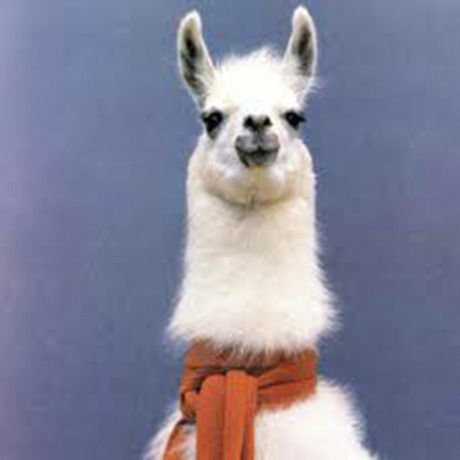 Llama