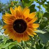 Small sunflowers in the afc garden photo by celeste malone