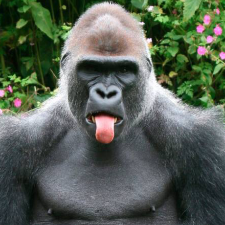 49462a69 c275 40a9 8ef4 277fbaa6a4bb