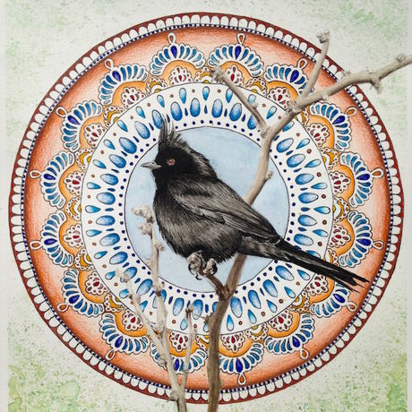 Bird mandala phainopepla fb image
