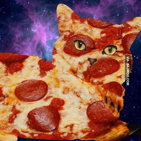 Pizza cat funny