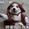 Small starwars dog