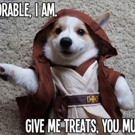Starwars dog