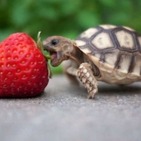 What does the baby box turtle eat 620x350