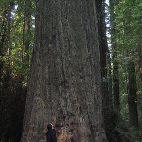 Big tree small human