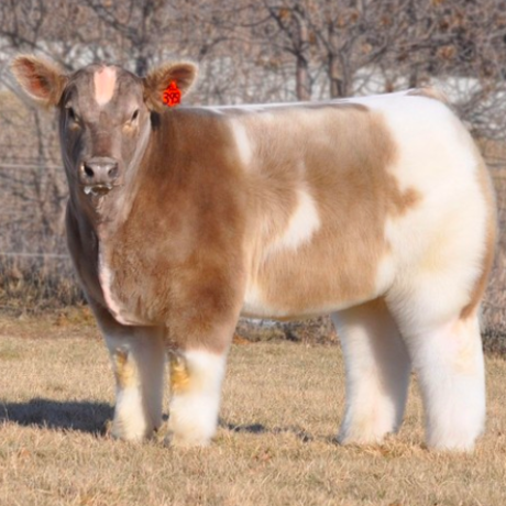 Screen shot 2019 05 13 at 4.41.42 pm