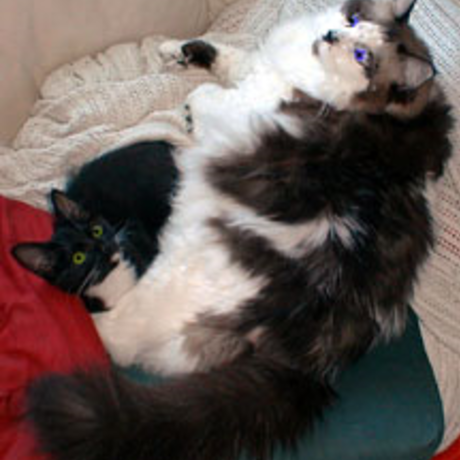 Sootie kitten   jonesy