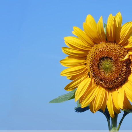 Sunflower2 1920x1080