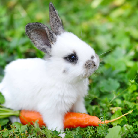 Baby bunny