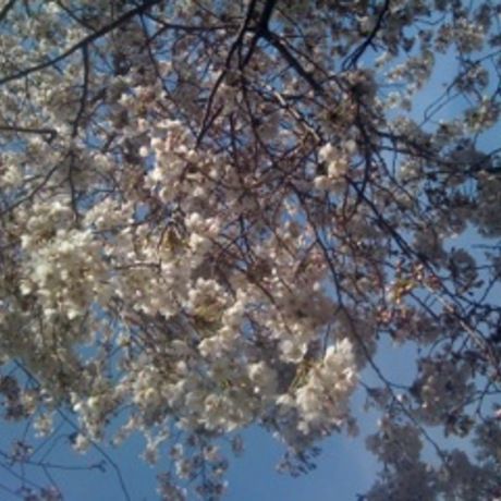 White blossoms