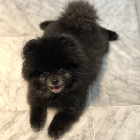 Dog
