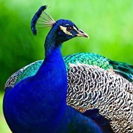 Peacock300