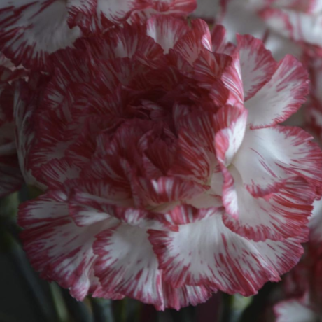 Screen shot 2020 04 01 at 10.04.33 am