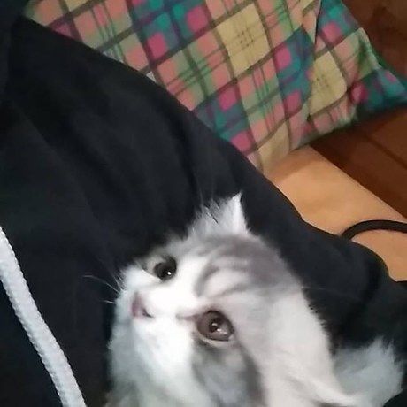 Whatsapp image 2020 04 10 at 17.28.23