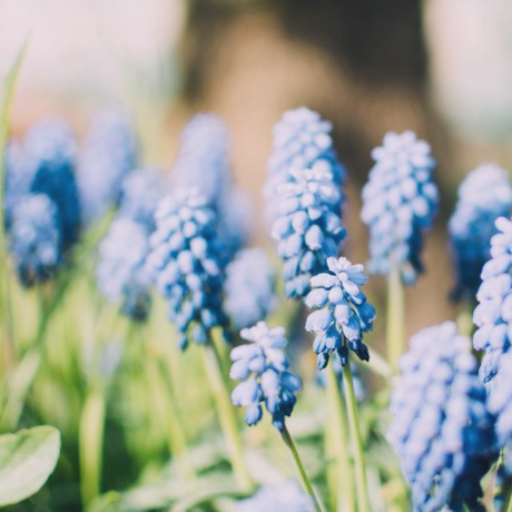 Purple floral canva