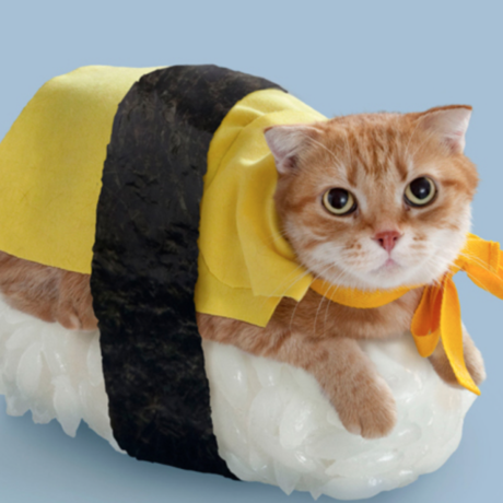 Sushi cat