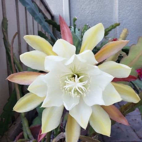 Inbound4084463260983820706