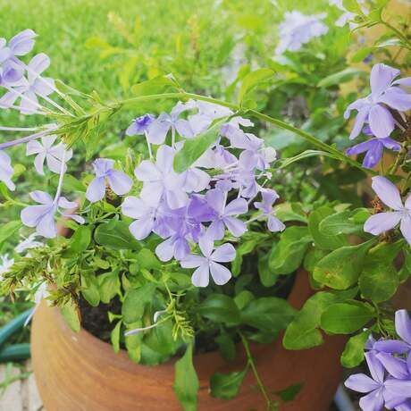 Img 20200619 105202 197