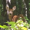 Small deer me