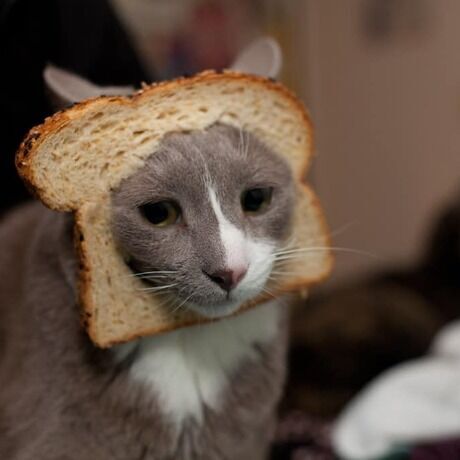 Cat bread face